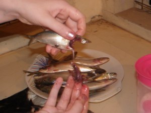 It's a dirty job but somebody's gotta do it. Especially if that somebody's hubby loves to eat fish.