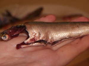 Before dropping it in the saltwater. Lovely, no?