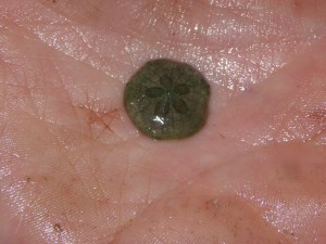 Little green sand dollar! Try to ignore the slime on my hands.