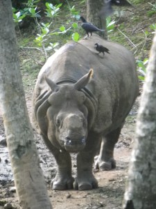 A one-horned rhino with no horn. I'm just hoping it was a rescue.
