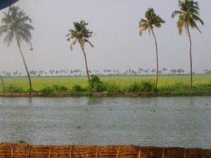 Paddy fields in the distance