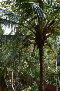 One of the many coconut trees in our yard.