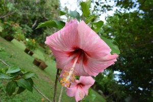 Have I mentioned the gorgeous flowers?